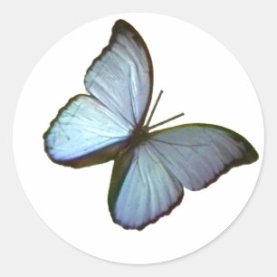 Butterfly Freiburg Germany Blue 45 deg The MUSEUM Classic Round Sticker