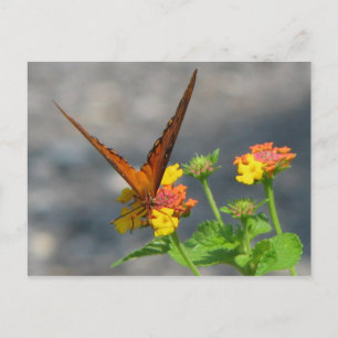 Butterfly Garden Postcard