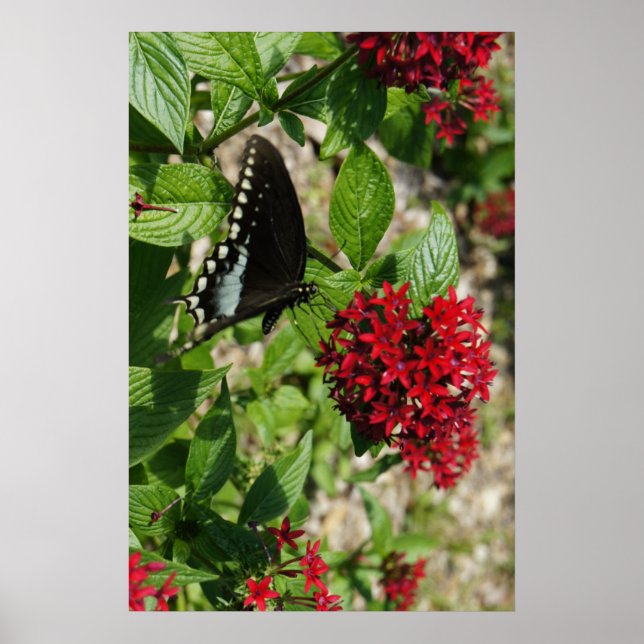 Butterfly Garden Poster (Front)
