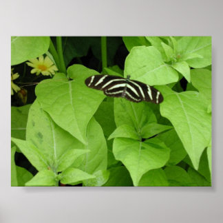 Butterfly Gardens 6 Poster