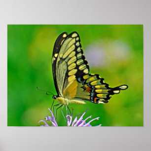 Butterfly Glory Poster
