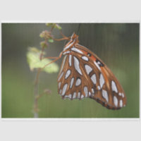 Butterfly Gulf Fritillary Passion Orange Green