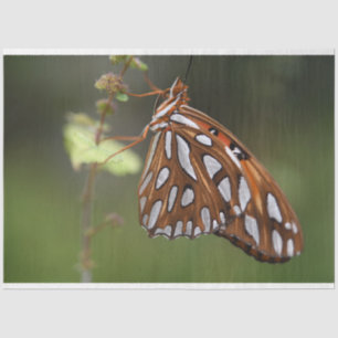 Butterfly Gulf Fritillary Passion Orange Green Tissue Paper