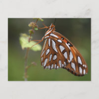 Butterfly Gulf Fritillary Passion Orange Spotted