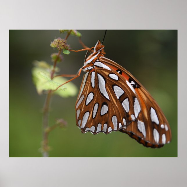 Butterfly Gulf Fritillary Passion Orange Spotted Poster (Front)