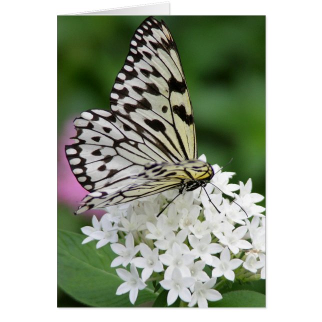 Butterfly horizontal (Front)