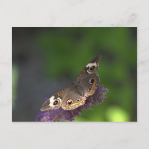 Butterfly I Postcard