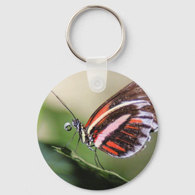 Butterfly Identification Keychain (Front)
