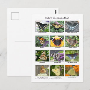 Butterfly identification  postcard