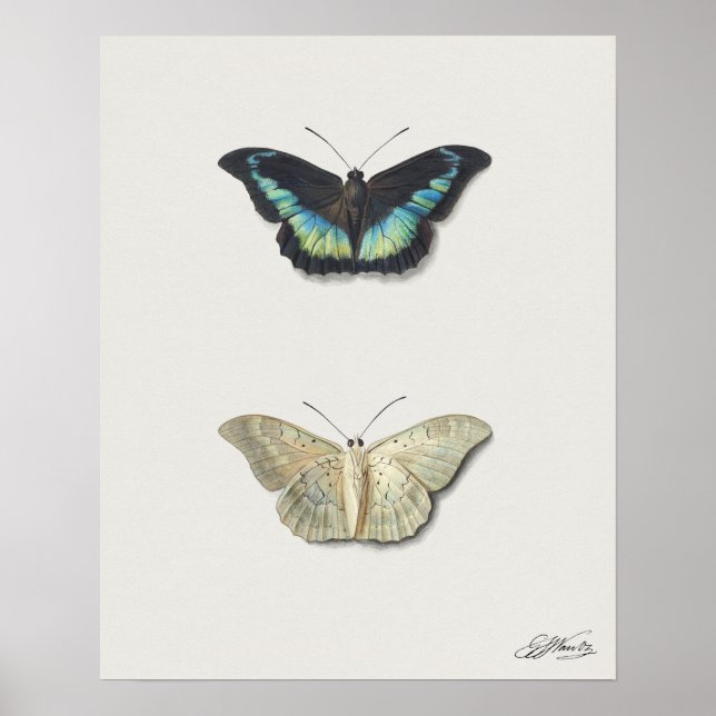 Butterfly Illustration Poster (Front)