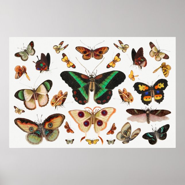 Butterfly Illustration Poster (Front)