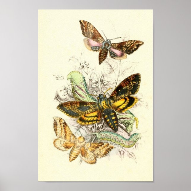 Butterfly Illustration Poster (Front)