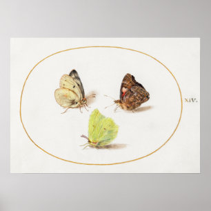 Butterfly Illustration Poster