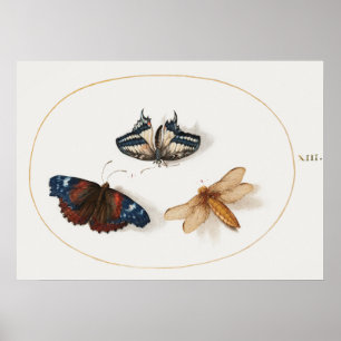 Butterfly Illustration Poster