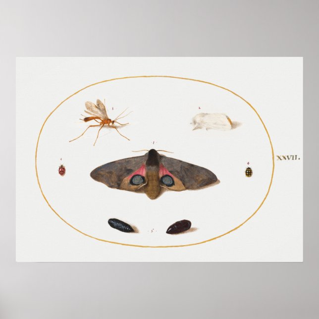 Butterfly Illustration Poster (Front)