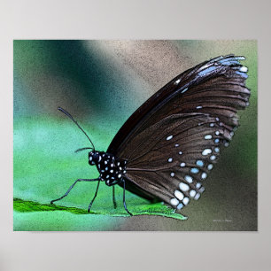 Butterfly in Aqua Poster