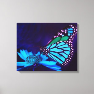 Butterfly in Blue Light Canvas Print