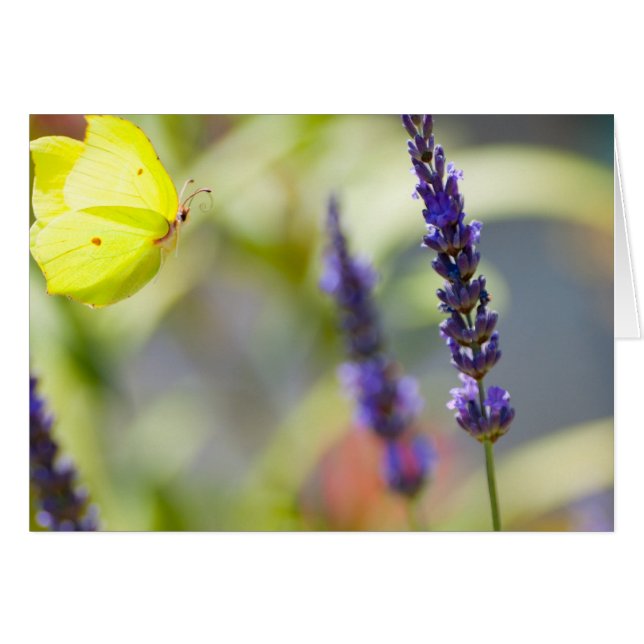 butterfly in flight (Front Horizontal)