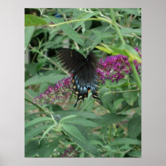 Butterfly in Motion Poster/Print Bordered Poster