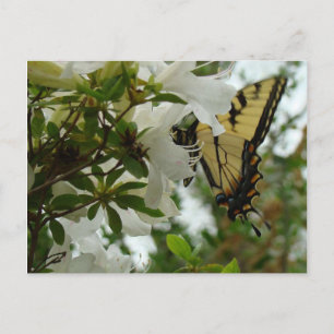 Butterfly in Spring Postcard