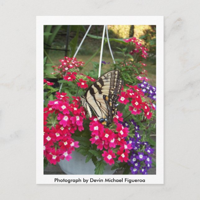 Butterfly in Springtime Postcard (Front)