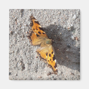 Butterfly in the Sunshine Magnet