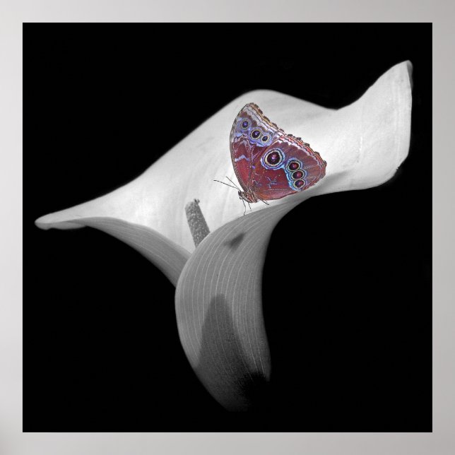 Butterfly in White Lily Poster (Front)