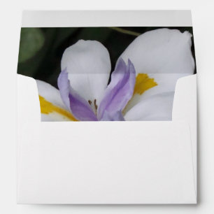 Butterfly Iris Envelopes