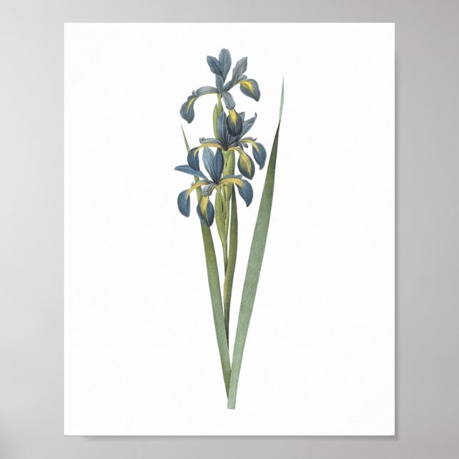 butterfly iris(Iris spuria) by Redouté Poster (Front)