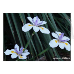 Butterfly Iris Trio