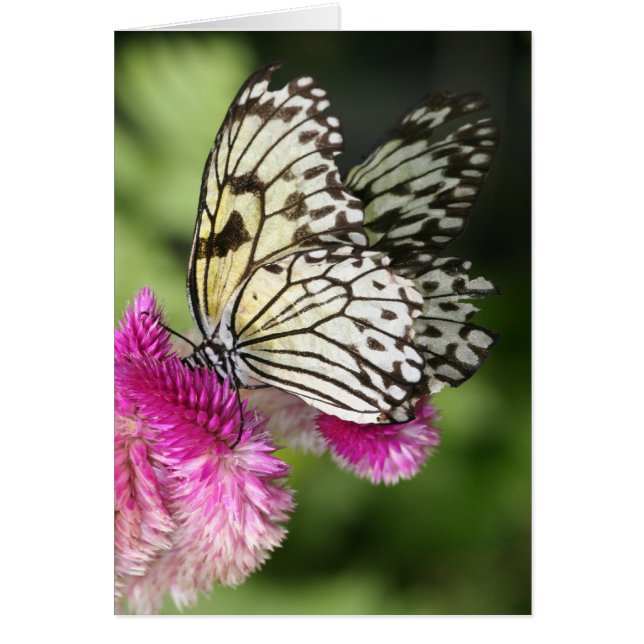 Butterfly Kisses I (Front)