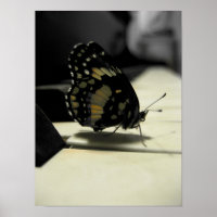 Butterfly Kisses