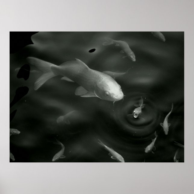 butterfly kois poster (Front)