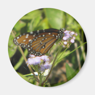 Butterfly lands on a Flower Magnet