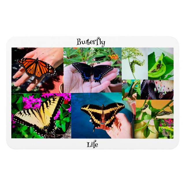 Butterfly Life Magnet (Horizontal)