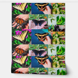 Butterfly Life  Wallpaper