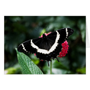 Butterfly Lolipop Card