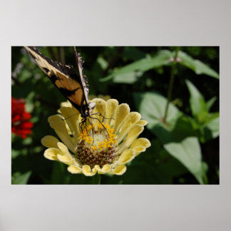 Butterfly Love Poster