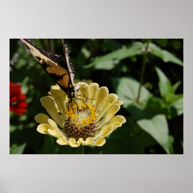 Butterfly Love Poster (Front)