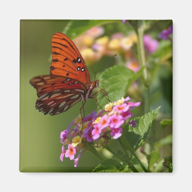 butterfly magnet (Front)