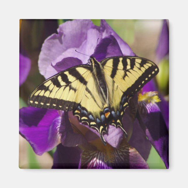 butterfly magnet (Front)