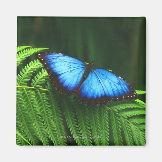butterfly magnet (Front)