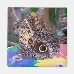 Butterfly  Magnet