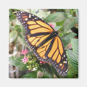 butterfly magnet