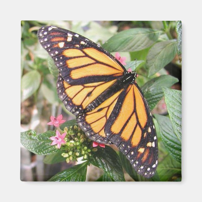 butterfly magnet (Front)