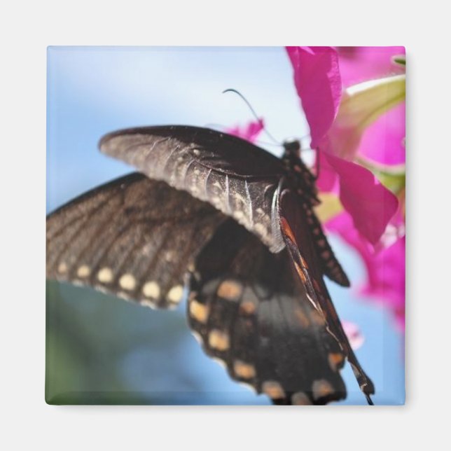 butterfly magnet (Front)