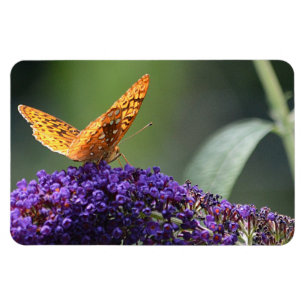 Butterfly Magnet