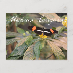 Butterfly Mexican Longwing # 1 Postcard