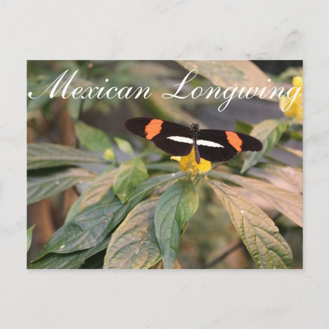 Butterfly Mexican Longwing # 1 Postcard (Front)