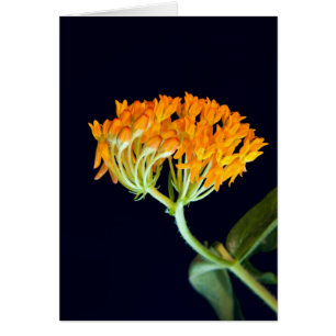 Butterfly Milkweed Blooms